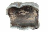 Fossil Woolly Rhino (Coelodonta) Tooth - Siberia #370953-2